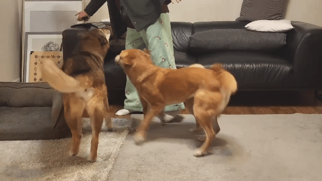 집에 강아지들끼리만 남겨졌을때 | 인스티즈