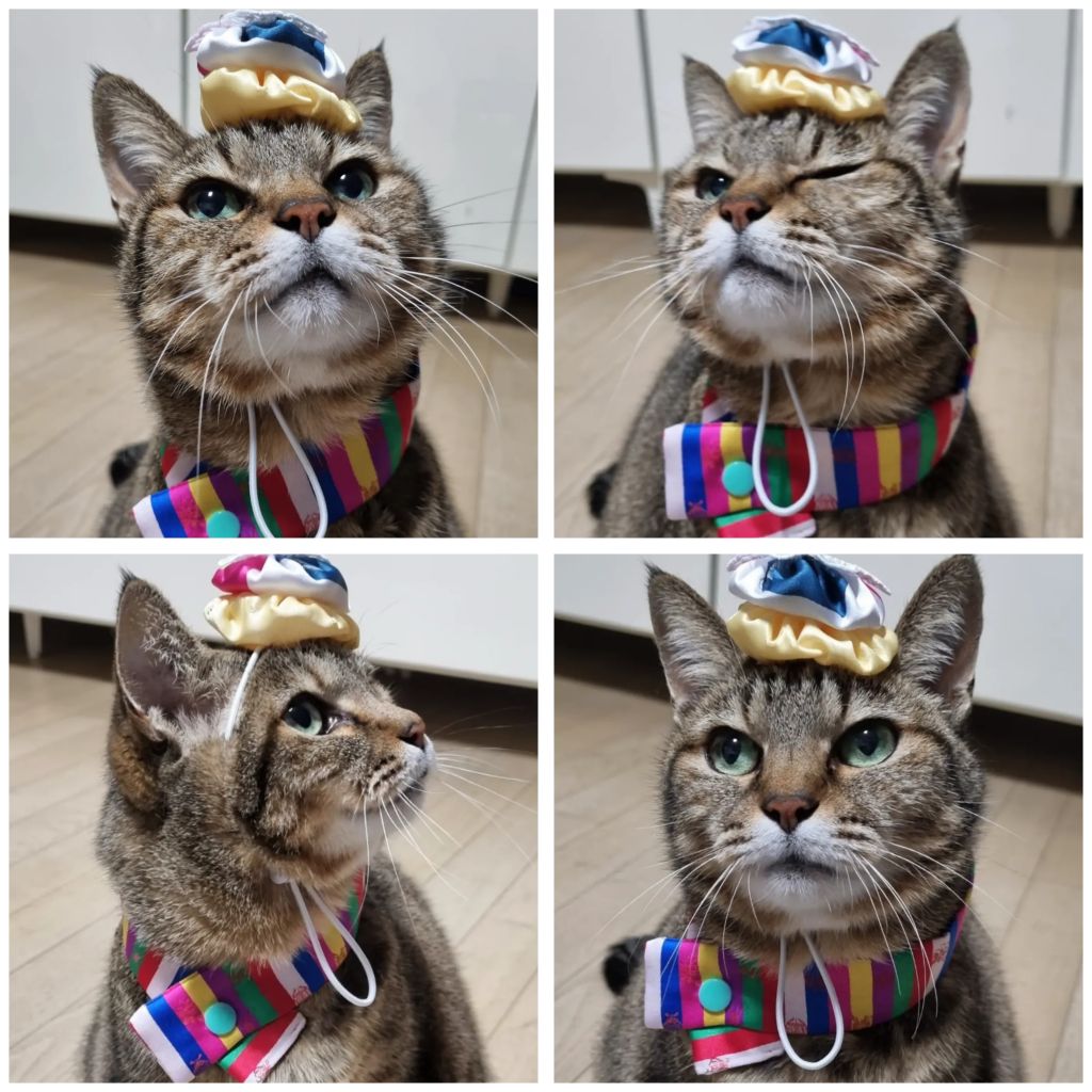 주차장에 버려진 고양이 | 인스티즈