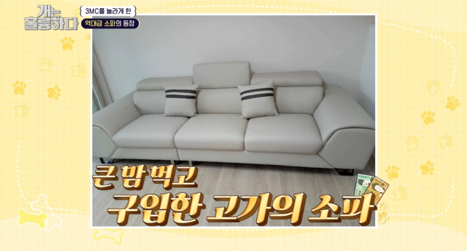 이번주 개는 훌륭하다에서 나온 6개월만에 소파를 다 물어뜯어 먹어버린 강쥐 | 인스티즈