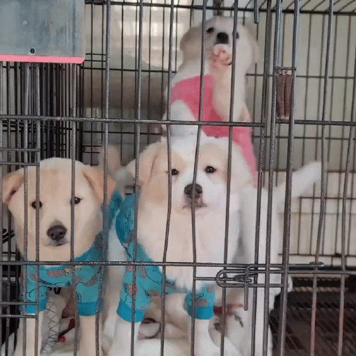 (입양처 구함/10kg 미만) 너무 예뻐서 돌아버리겠는 꼬물이 3자매들 | 인스티즈