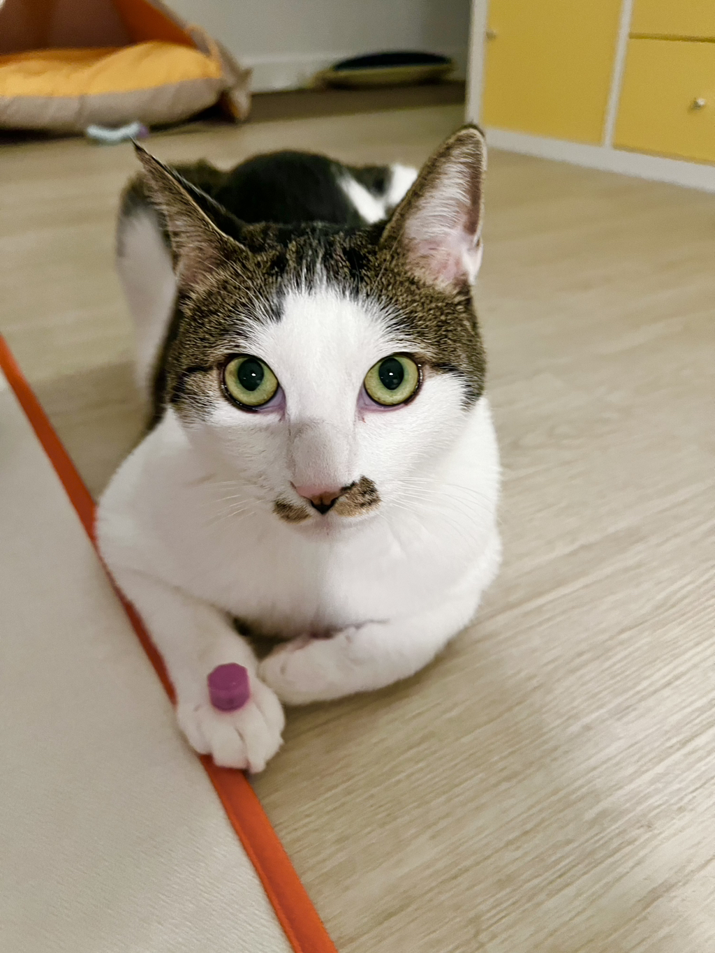 우리집 고양이 공기놀이 처음 보나봐 | 인스티즈