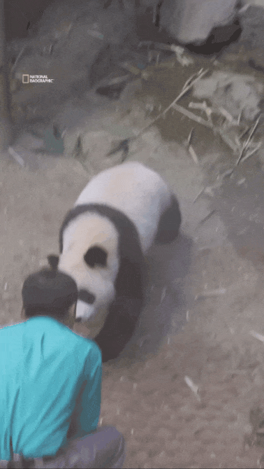 후이바오🐼 킹받게 놀리는 송바오 | 인스티즈