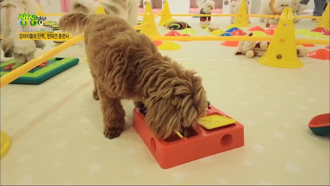 강아지 유치원.jpg | 인스티즈