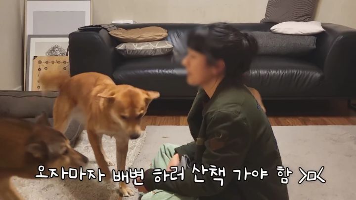 집에 강아지들끼리만 남겨졌을때 | 인스티즈