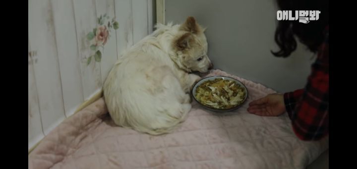 죽을것같은 우울증에 걸린 강아지 | 인스티즈