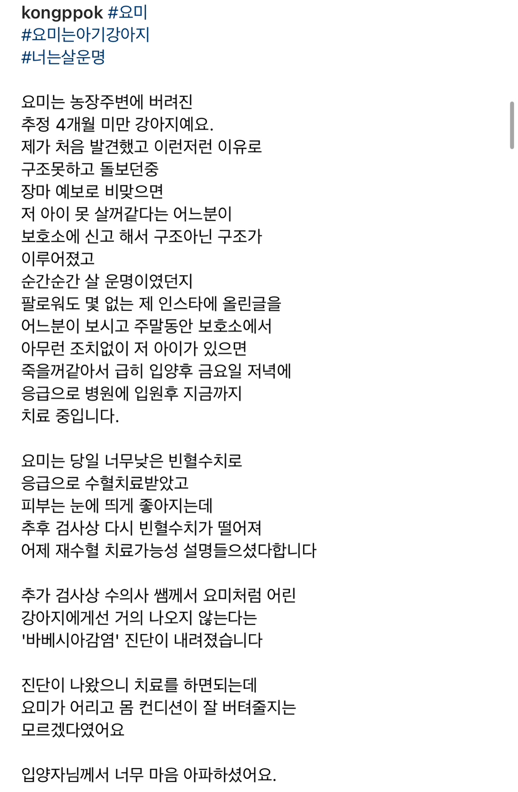 기적에 기적이 이어진 강아지 요미의 이야기 | 인스티즈