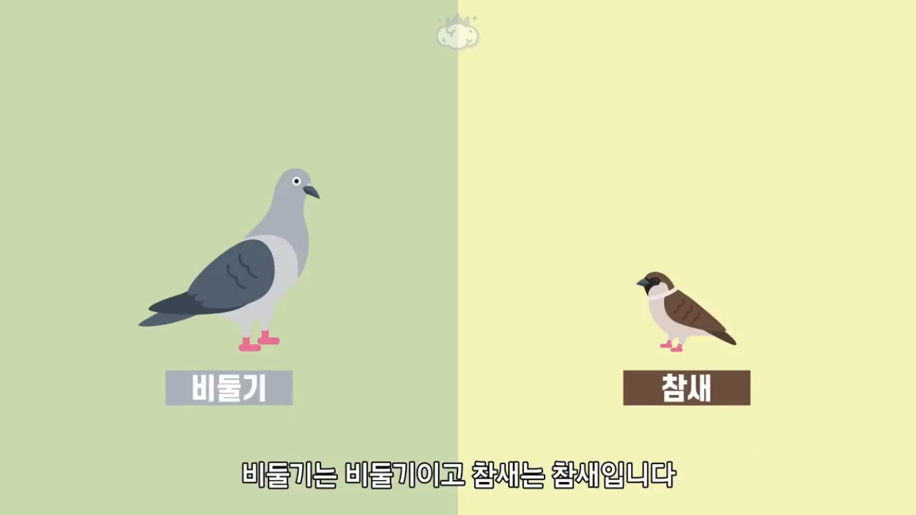 거리에 비둘기가 이렇게 많은데 왜 새끼 비둘기는 안 보일까? | 인스티즈