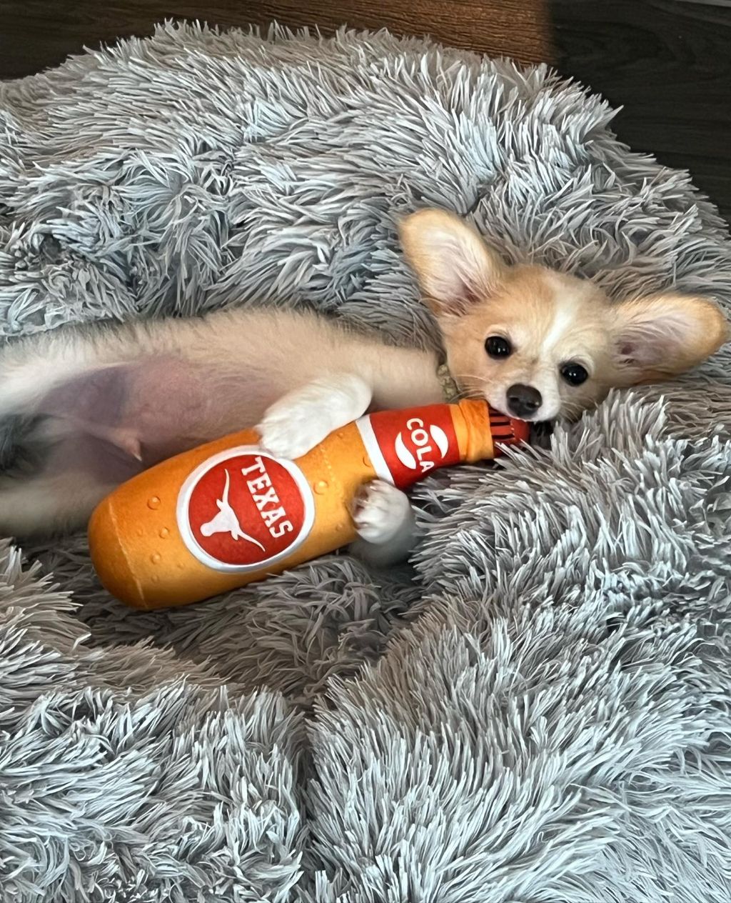 동물 구호 단체에서 유기견 입양한 행맨 | 인스티즈