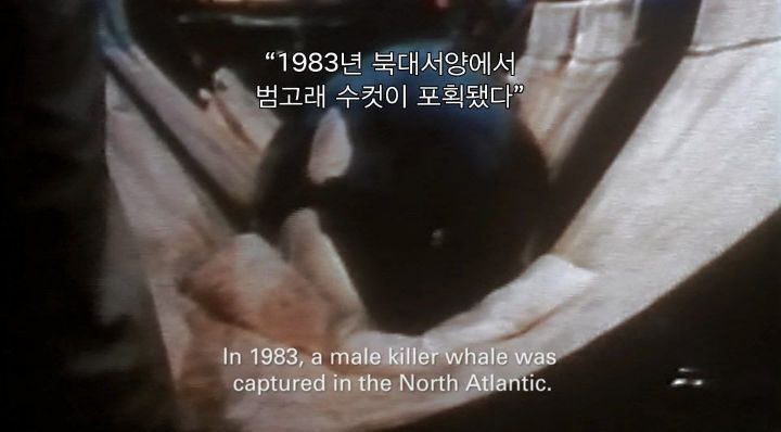 어느날 소방서에 고래가 조련사를 잡아 먹었다는 신고가 들어왔다 .jpg (스압주의) | 인스티즈