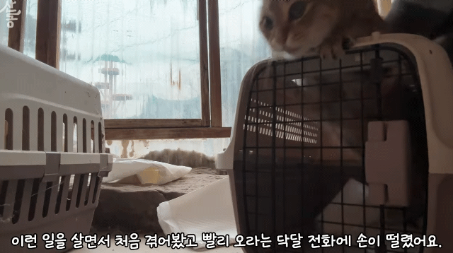 산불때문에 고양이 16마리와 대피한 유튜버 | 인스티즈