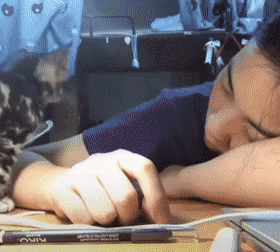 집사 품안에서 자야지.gif | 인스티즈