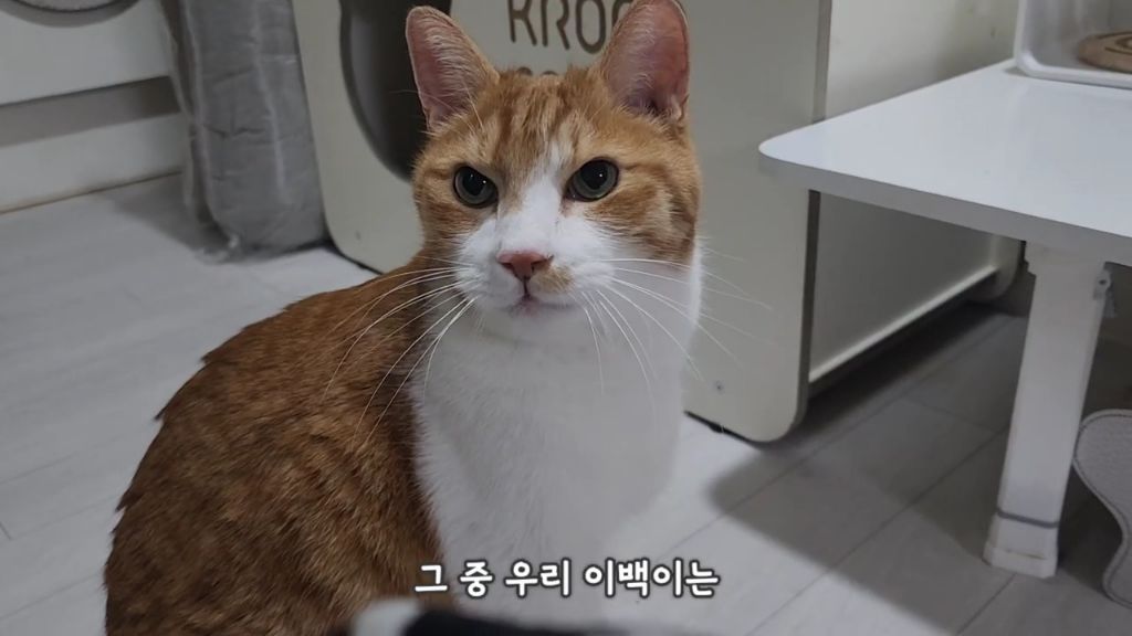 22똥괭이네) 화나서 세모눈된 고양이 😾 | 인스티즈