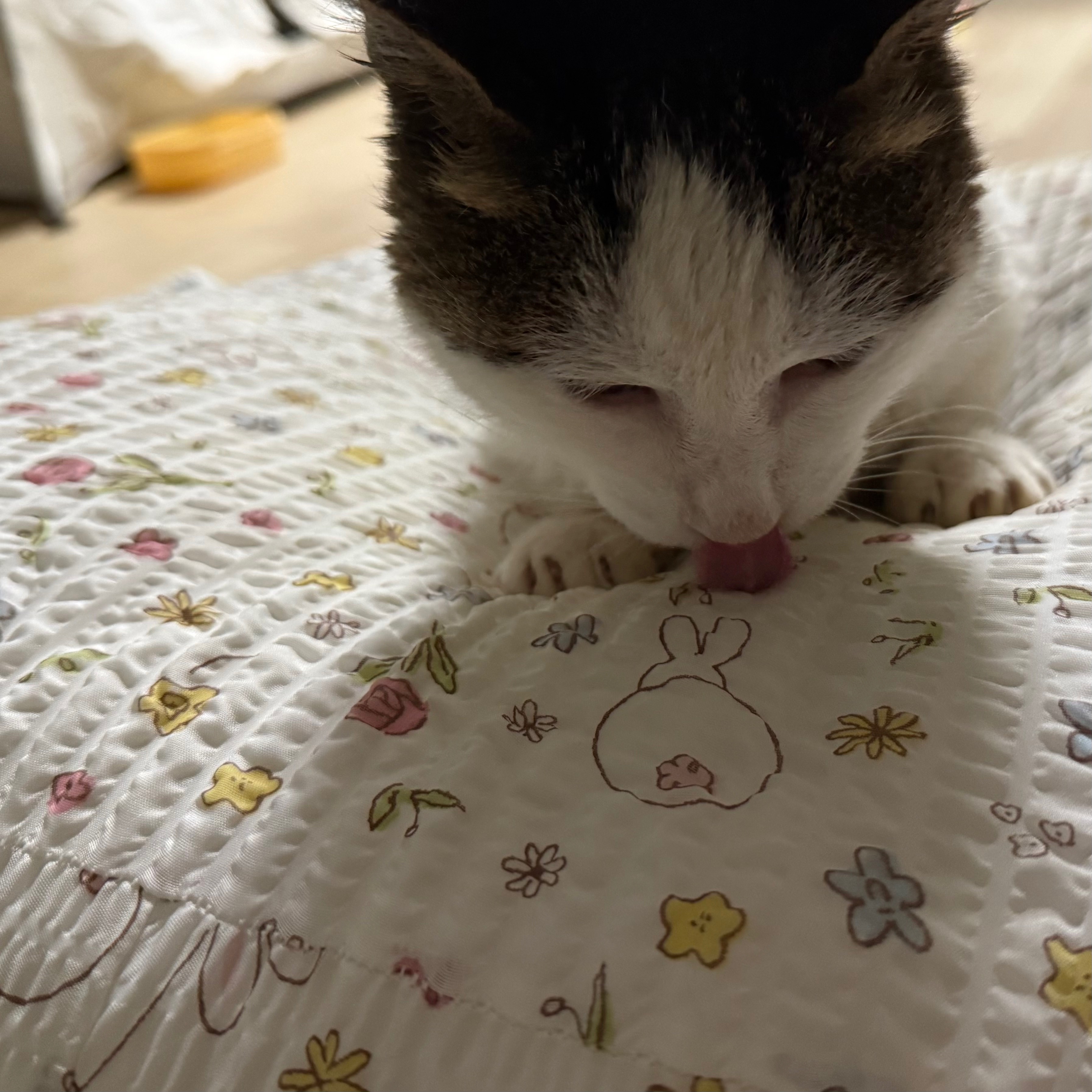 [입양홍보] 성묘 입양을 초보 집사에게 매우 추천합니다 | 인스티즈