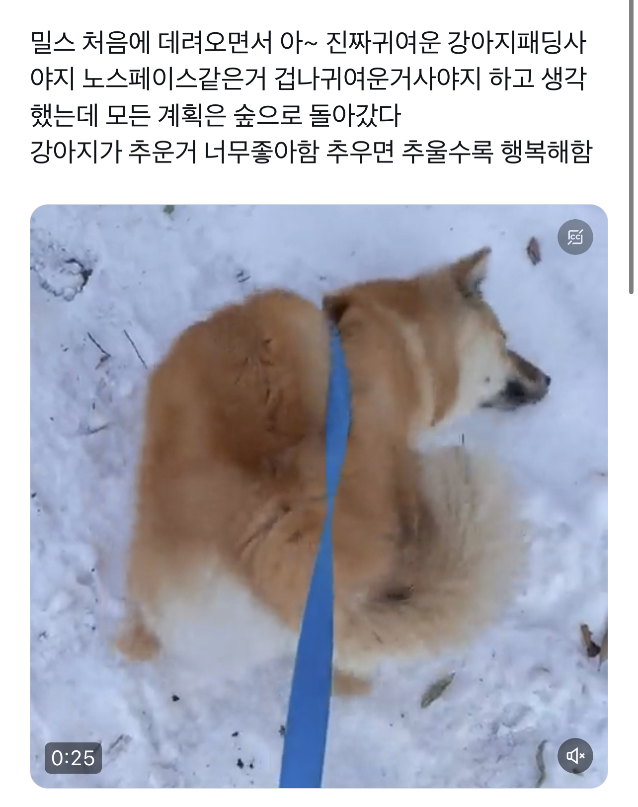 요즘 트위터에서 핫한 강아지 | 인스티즈