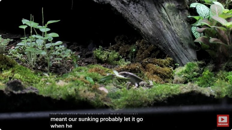 거대한 수조에 열대우림 환경을 조성해놓으면 생기는 일 - 3 | 인스티즈