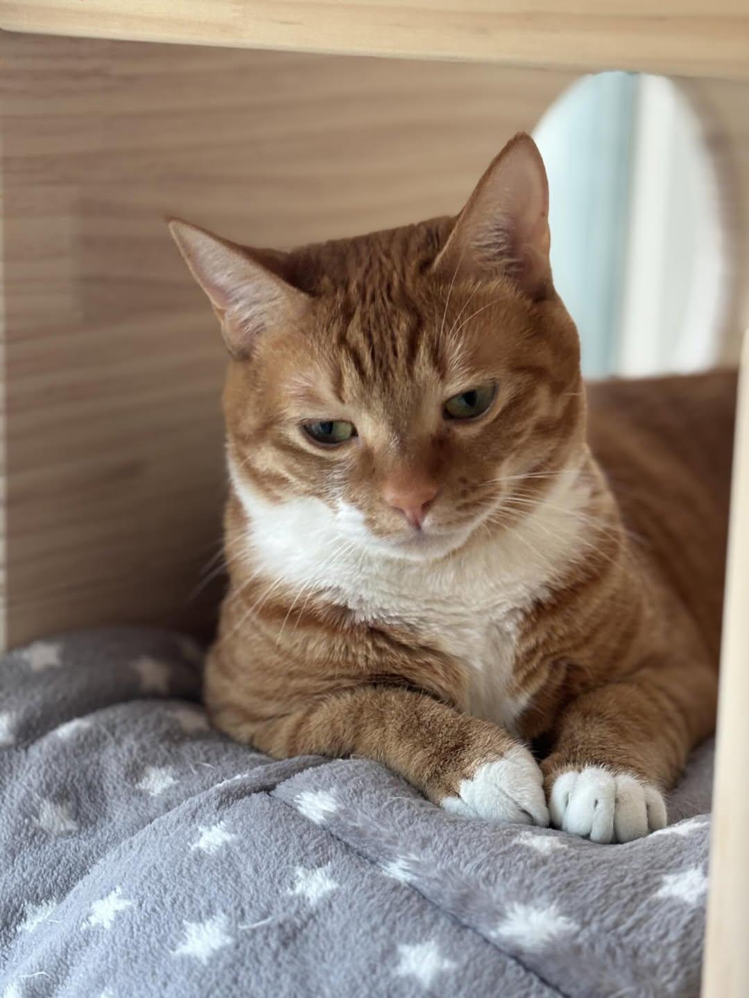 애착 캣타워를 잃었다가 다시 찾은 냥이 | 인스티즈