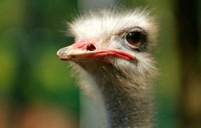 동물들이 100m 달리기를 하면 몇초가 나올까? | 인스티즈