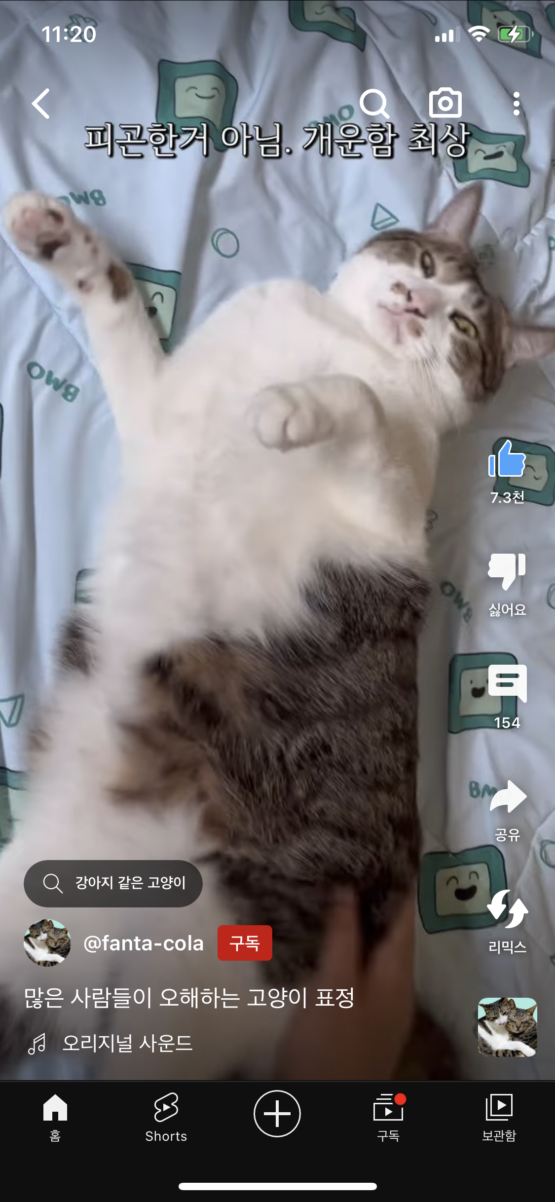 많운 사람들이 오해하는 고양이 표정 | 인스티즈