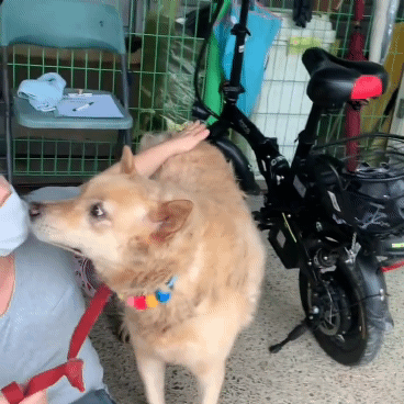 (유기견 임시보호/입양) 주인이 있었을 적 배웠던 '앉아' 도 기억하는 똑똑한 아이 도연이 | 인스티즈