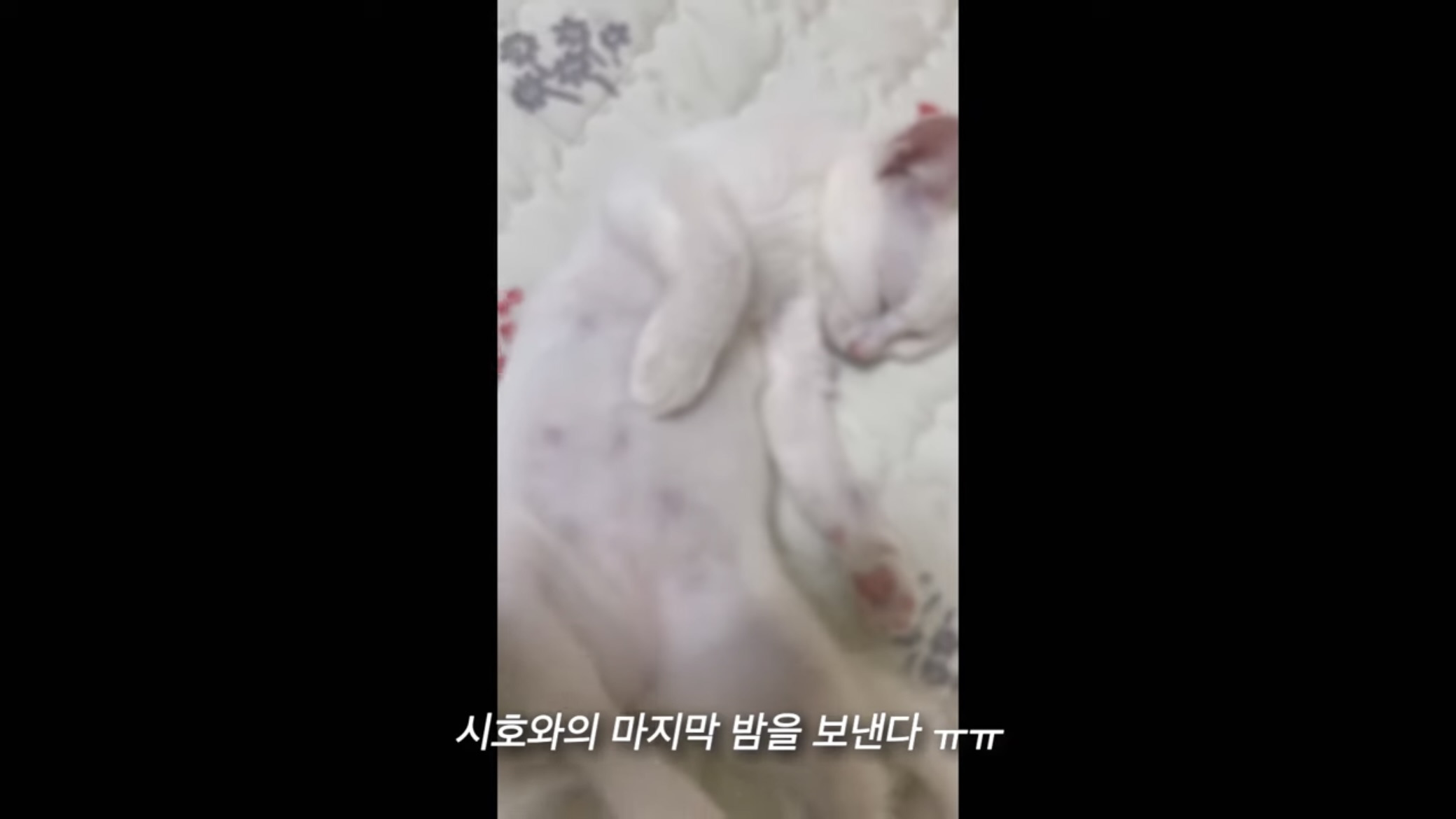 언니가 다리다친 아기고양이를 주워왔다 | 인스티즈