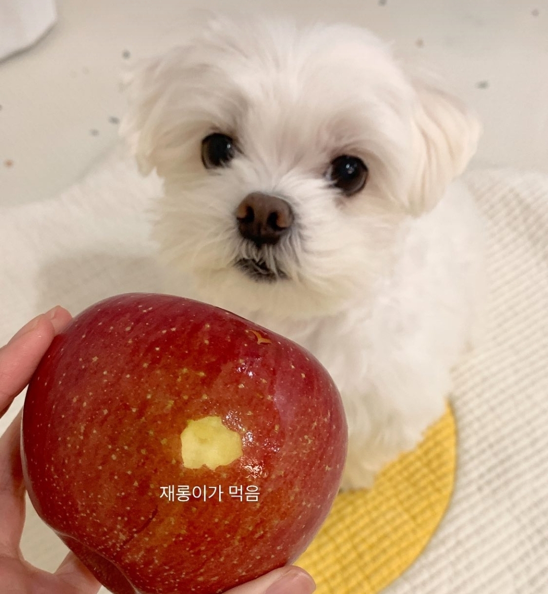 재롱이가 한입 먹은 사과.jpg | 인스티즈
