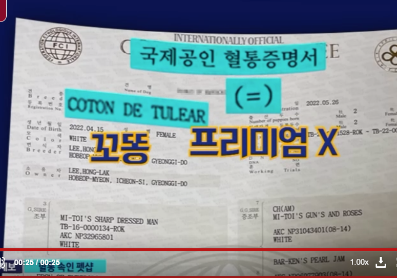 300만원짜리 꼬똥 알고보니 잡종 | 인스티즈