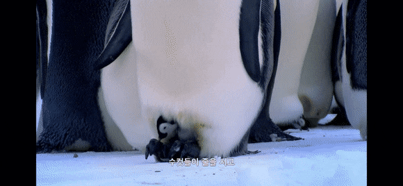 펭귄이 자신의 남편/아내와 자식을 구분하는 법 .jpg gif | 인스티즈