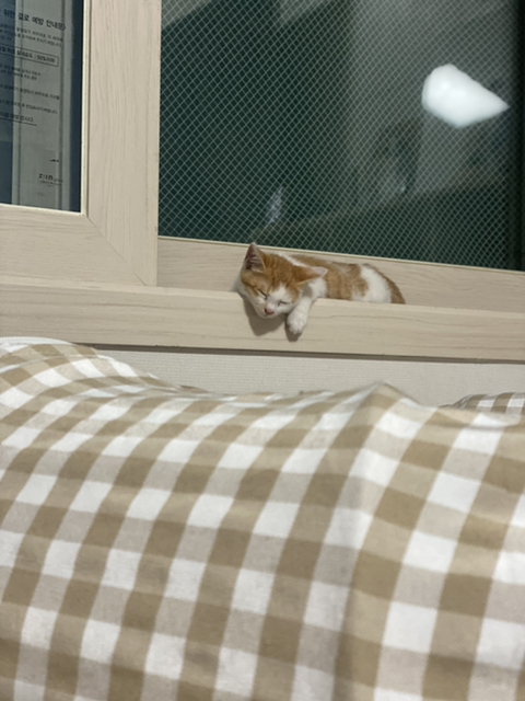 냥줍한지 한달 된 우리 고양이 보고가~!~! | 인스티즈