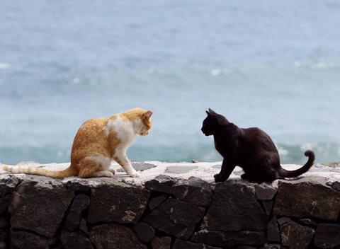 고양이가 쭉쭉 기지개를 켜는 이유 | 인스티즈
