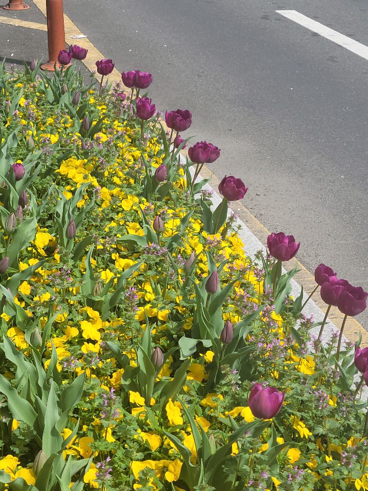 이런거 심는대다가 내 세금 썼겠지?.jpg | 인스티즈