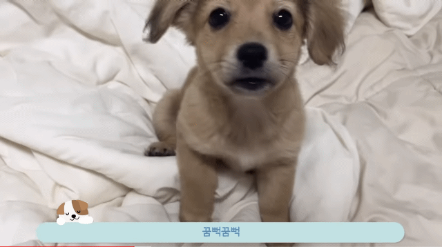 유기견 입양 브이로그 🐶 너무 귀여워 .jpg | 인스티즈