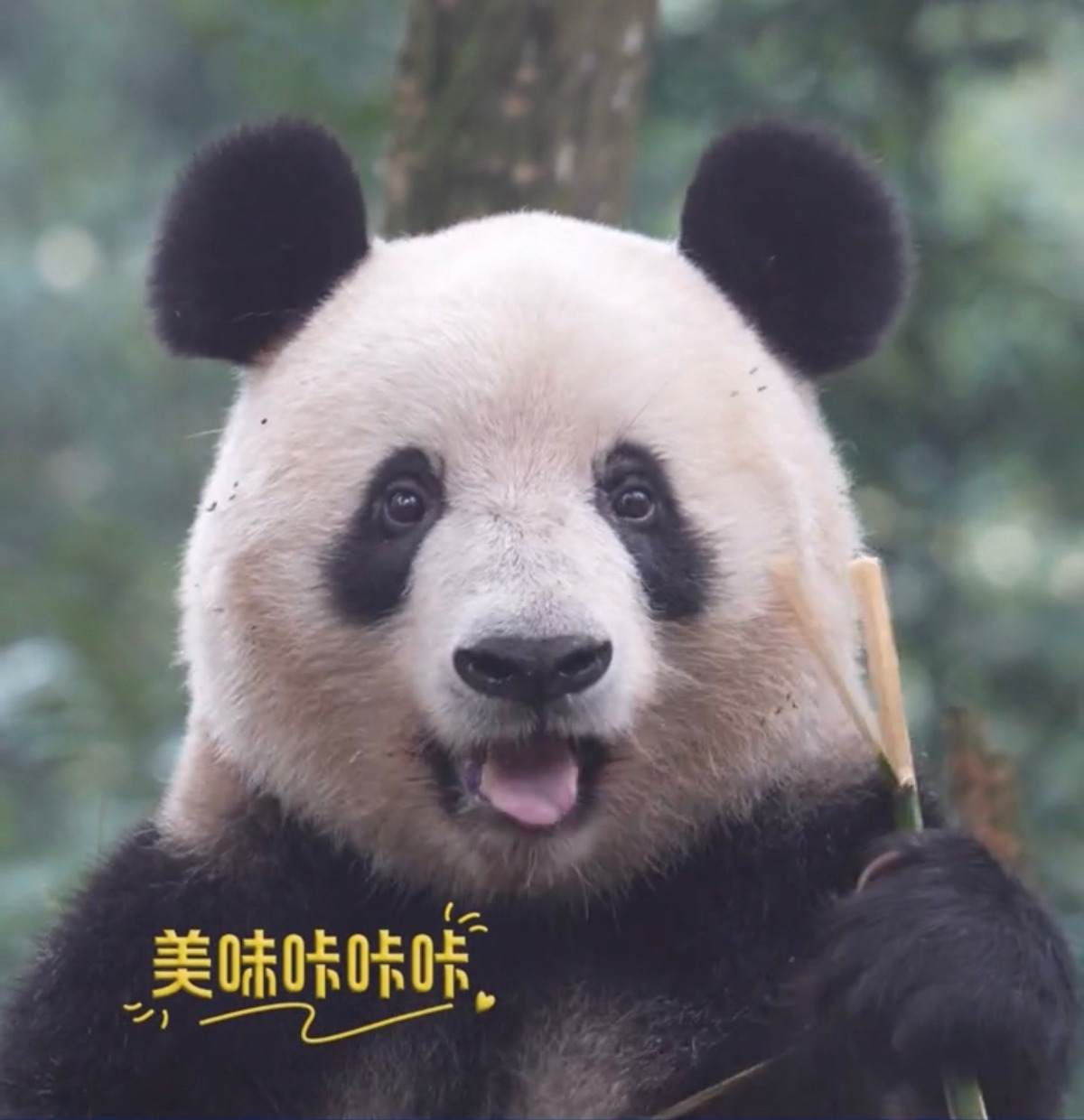 신기하게 국적(?)이 보이는 판다들 | 인스티즈