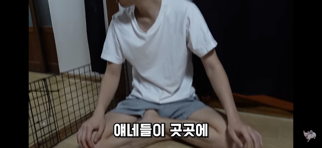 털이 없는 스핑크스는 키우기 편할까? (위생주의) | 인스티즈