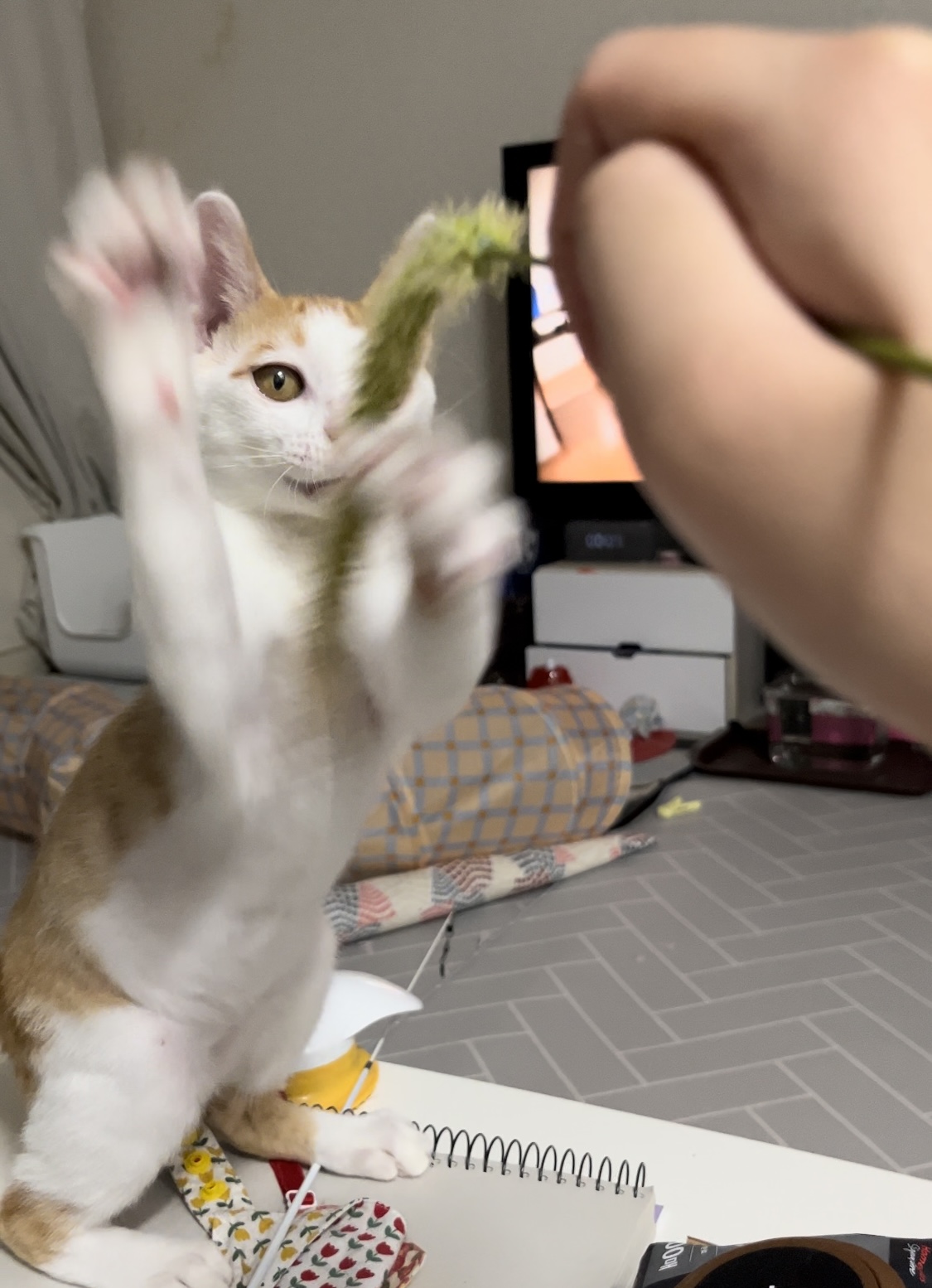 고양이랑 놀아주는 방법 | 인스티즈