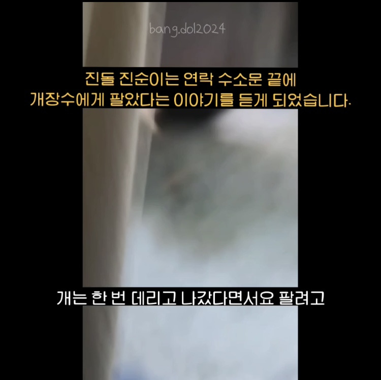 [입양홍보] 개장수에게 팔렸다 되찾아온 방치견 진순이·진돌이, 평생 가족을 찾아요! (부산/울산/전국) | 인스티즈