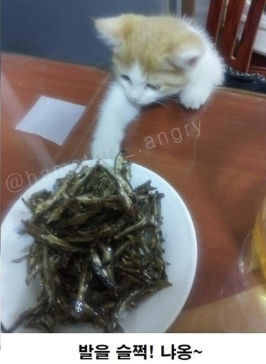 아기고양이가 삐진 이유 | 인스티즈