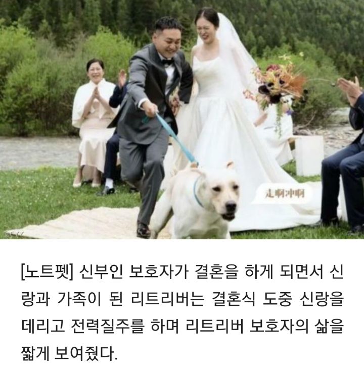 결혼식 도중 신랑 데리고 전력질주한 리트리버.."죽어도 못 보내!" | 인스티즈