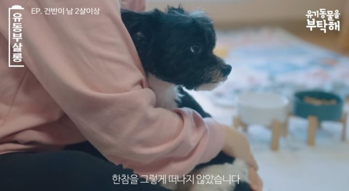 강쥐 건반이의 미용 전/후.jpg | 인스티즈