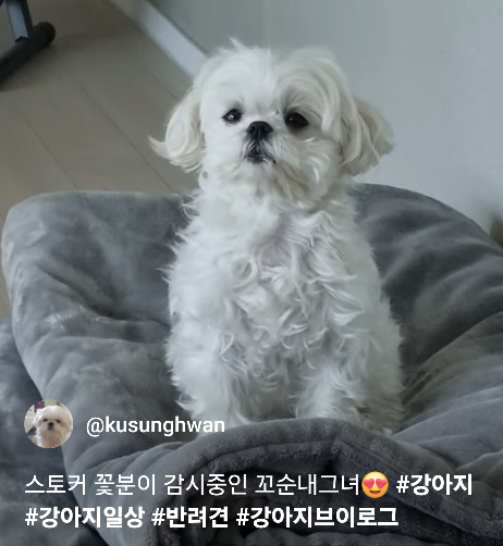 말티즈 보호자는 충격받는다는 꽃분이 영상 - 악플달면 쩌리쩌려버려... 차분한 20대들의 알흠다운 공간 말티즈 보호자는 충격받는다는 꽃분이 영상