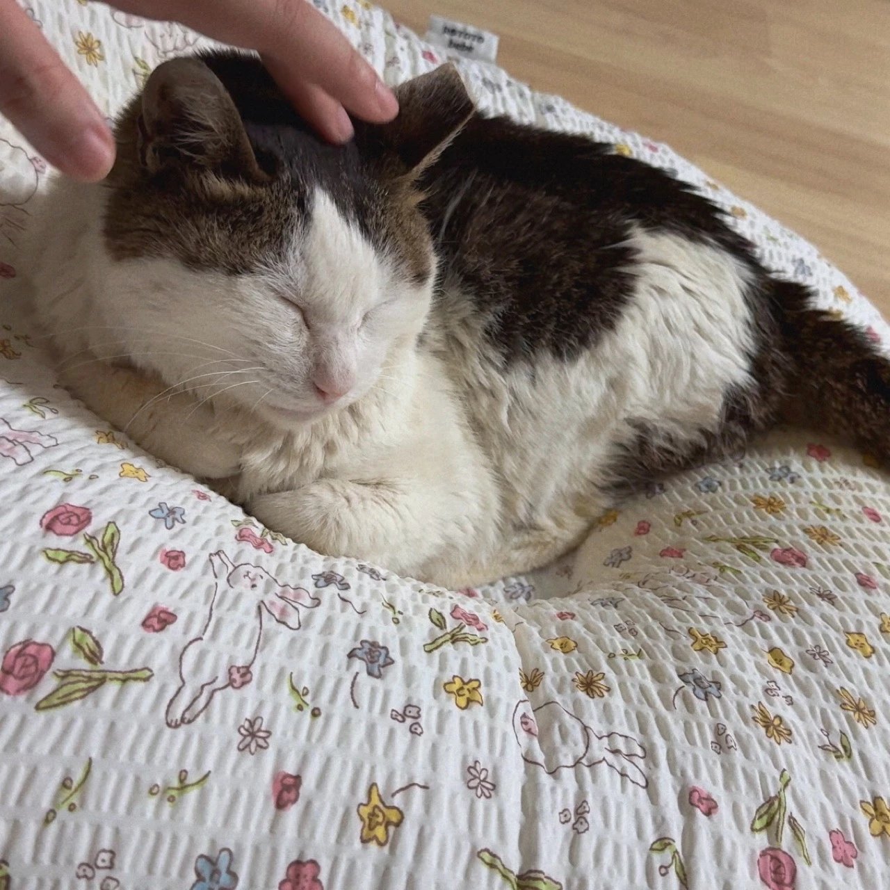 [입양홍보] 성묘 입양을 초보 집사에게 매우 추천합니다 | 인스티즈