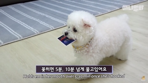 돌멩이를 물고 다니는 강아지 | 인스티즈