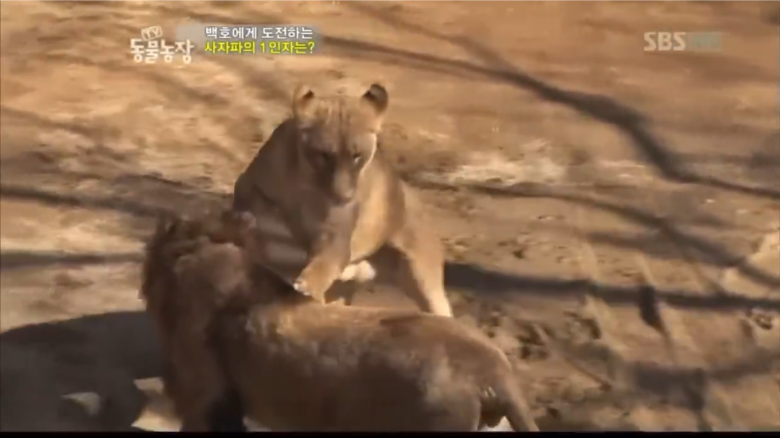 못생긴 수컷은 무토바 금지 시전하는 암컷 사자들 | 인스티즈
