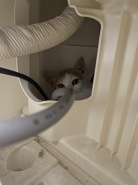 냥줍한지 한달 된 우리 고양이 보고가~!~! | 인스티즈