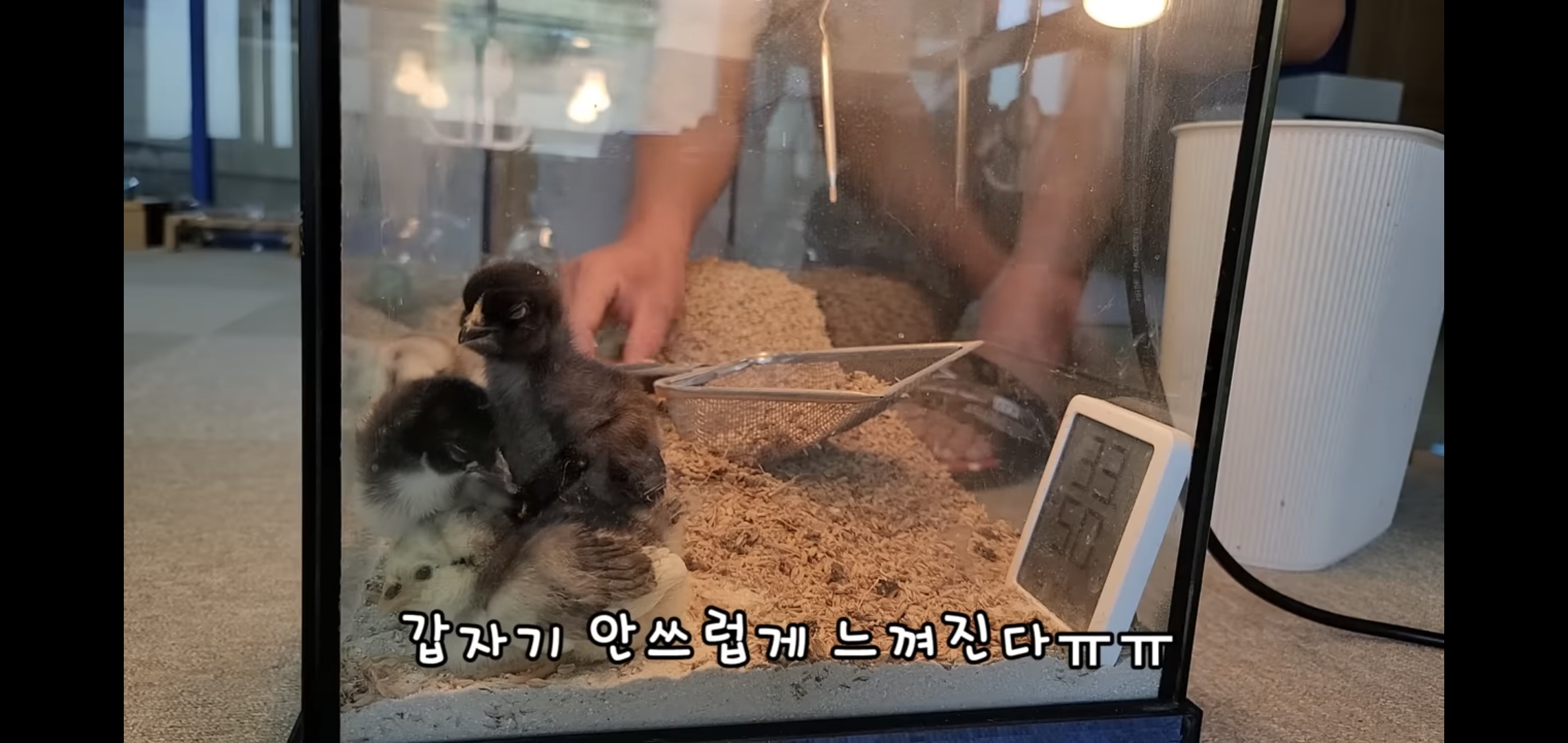오늘자 폭력적이고 불쌍한 영상 올린 유튜버 매탈남.jpg | 인스티즈