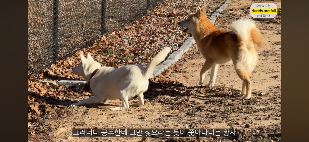 진짜 명견 같은 올리버쌤네 왕자 | 인스티즈
