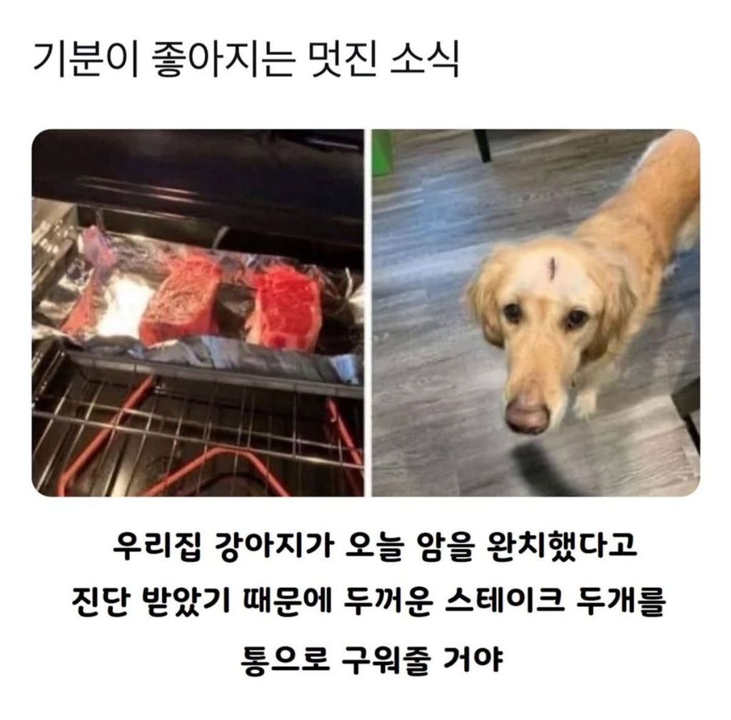 두꺼운 스테이크를 먹을 예정인 강쥐.X | 인스티즈