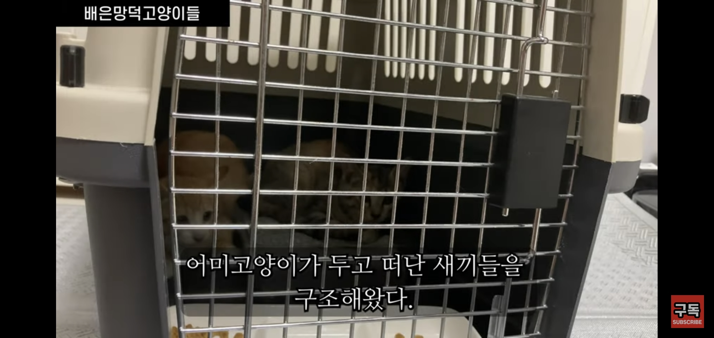 집 마당에 고양이가 나타나는 족족 다 잡아버리는 유튜버..jpg | 인스티즈