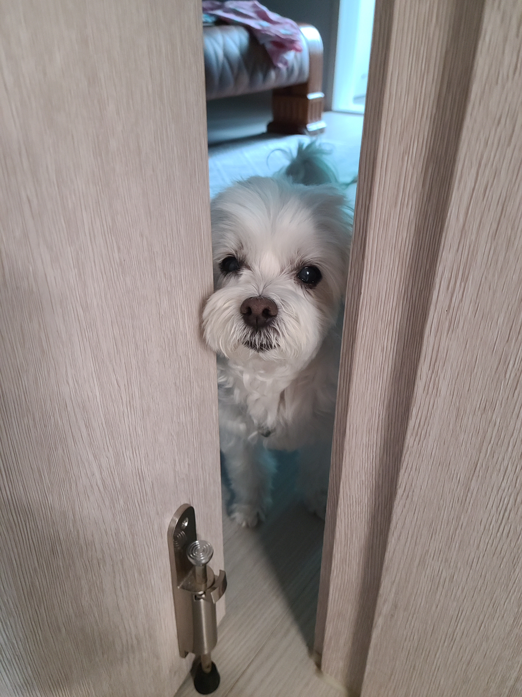 우리집개 찐따 그 잡채 | 인스티즈