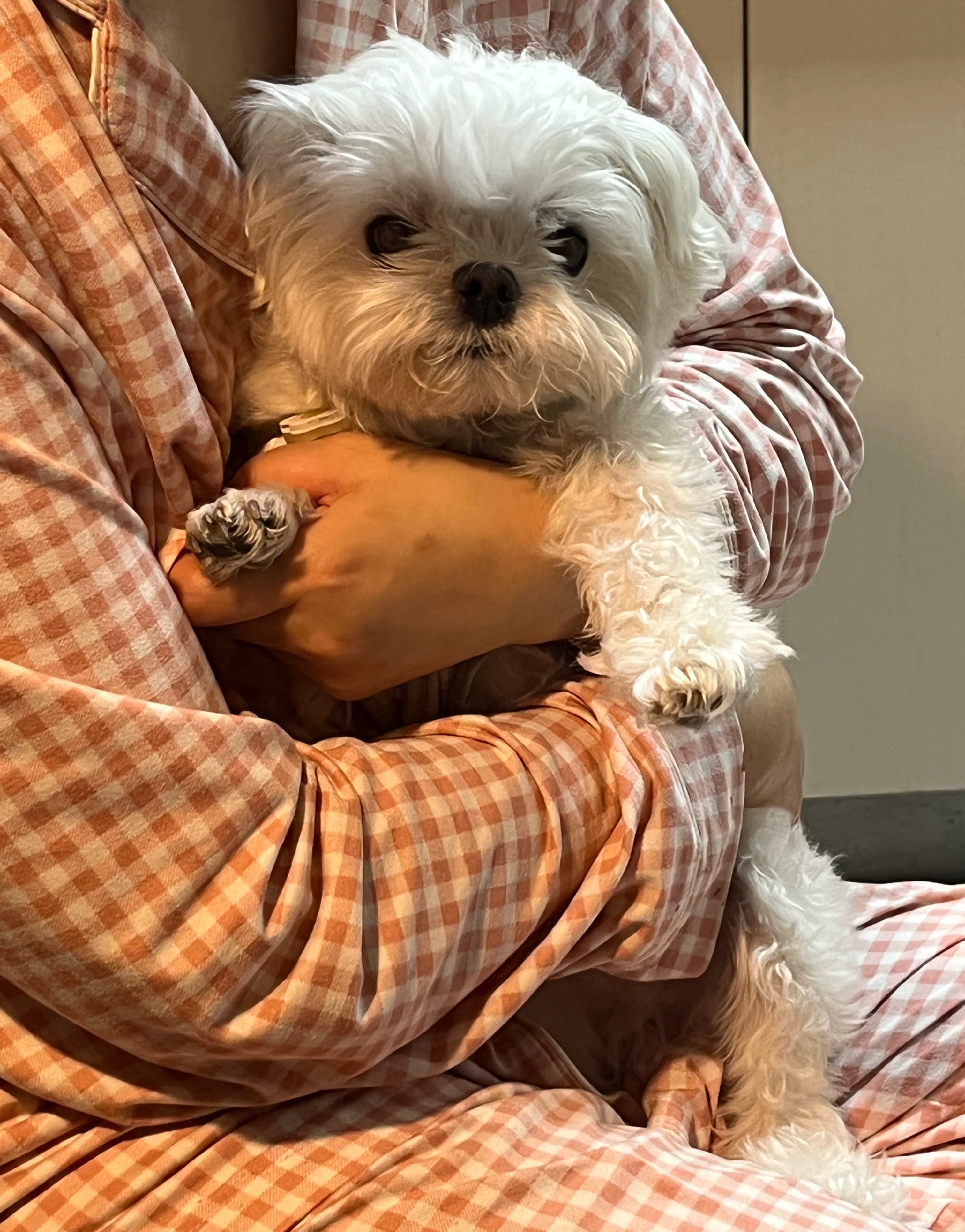 우리집 강쥐 진짜 웃긴데 친구가 동물농장 제보감이래 제보할까? | 인스티즈