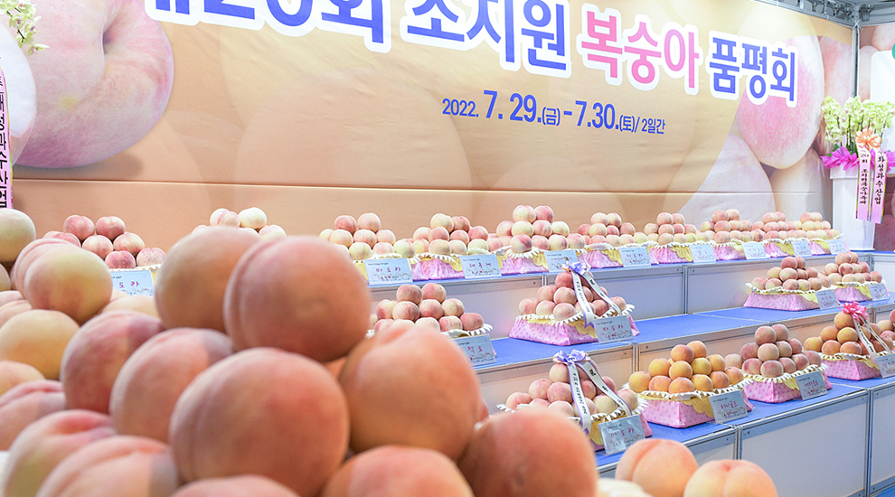 좀 재밌을 것 같은 2023 조치원복숭아축제(8/4~8/6) | 인스티즈